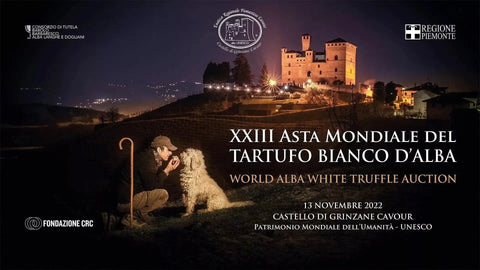 White truffle dog snout sniffing rare delicacy in Italy