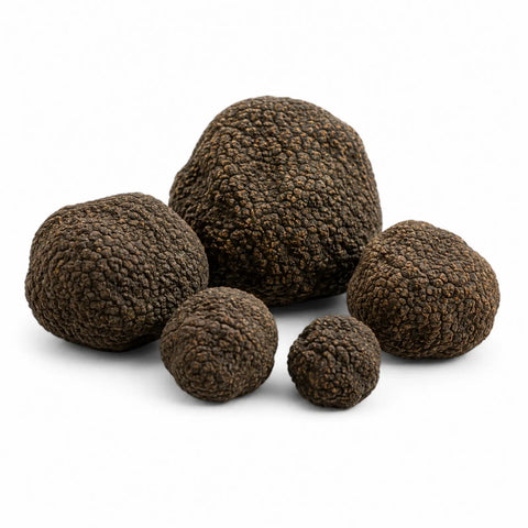 Ganze frische schwarze Sommertrüffel – Tuber aestivum Qualitätsklasse EXTRA