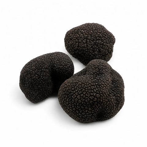 Frische ganze Burgundertrüffel – Tuber uncinatum Qualitätsklasse EXTRA
