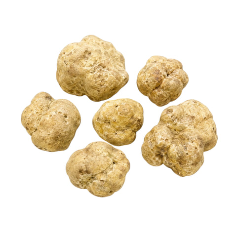 Große frische Tuber magnatum weiße Trüffel mit blass ockerfarbenen Oberflächen und natürlicher Formvariation