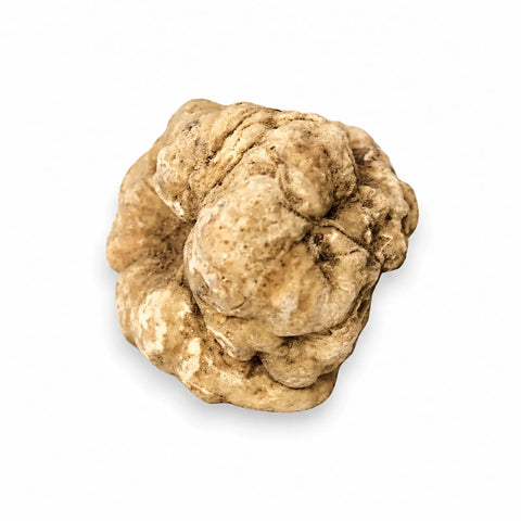 Großer frischer Tuber magnatum weißer Trüffel mit seiner natürlichen blassockerfarbenen Oberfläche