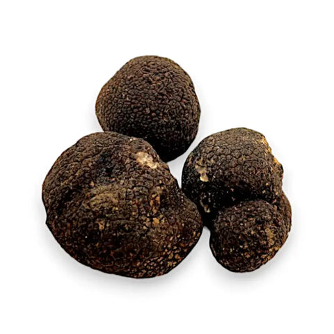 Fresh winter Tuber Brumale black truffle cluster with rough textured surfaces