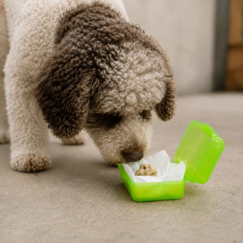 Trüffelhund untersucht einen geschlossenen belüfteten Behälter mit Material (Tuber magnatum) für das Geruchstraining